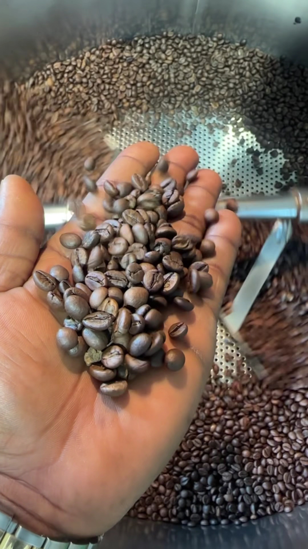 Grains de cafe fraichement torrefies dans la main du torrefacteur